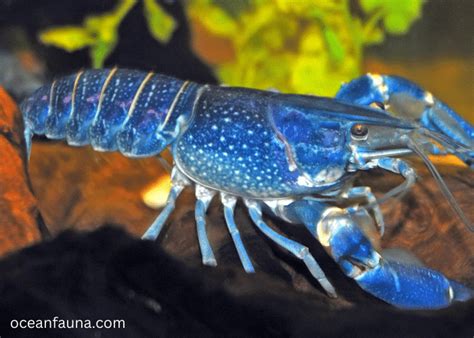 Where Do Lobsters Live Lobster Habitat Explained Ocean Fauna