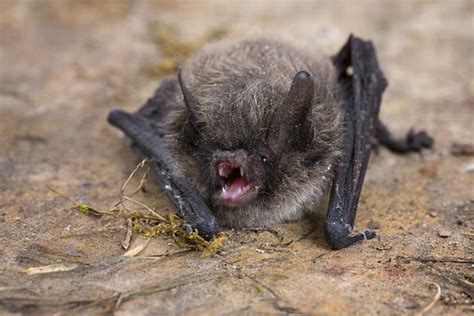 130 Bat Droppings Stock Photos Pictures And Royalty Free Images Istock