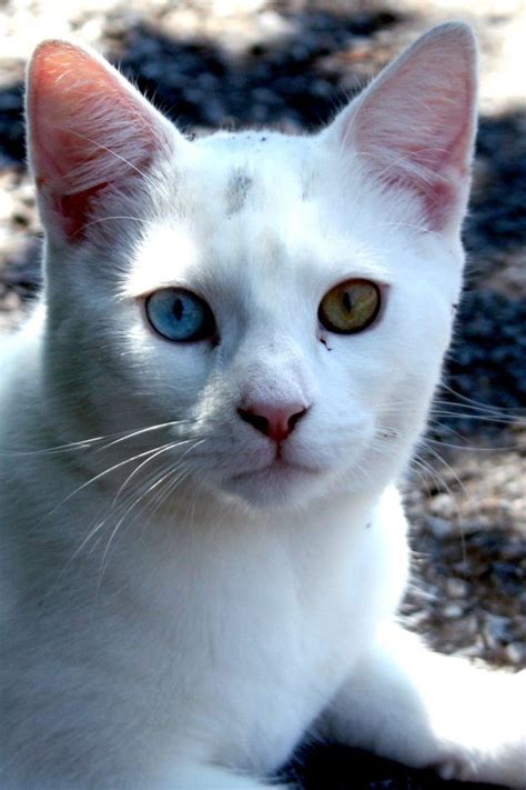 57 Gorgeous Cats With Heterochromia Iridum Gorgeous Cats Cats