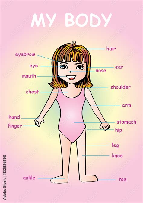 Ilustração Do Stock My Body Educational Info Graphic Chart For Kids