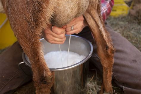 How To Milk A Goat Hello Homestead Sustainable Living