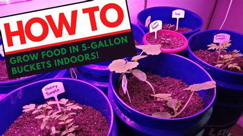 This Video Shows You How To Grow Food Indoors In Buckets Complete