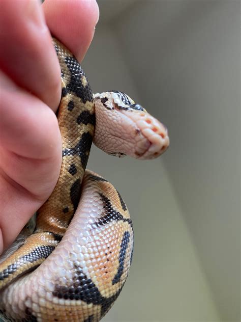 Is This Normal Dots Under Bottom Lip Rballpython