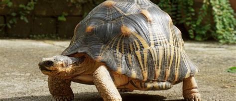 Tortoise Animal Facts | AZ Animals