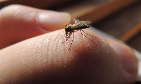 Professional pest control in maryland. 20178556_m - Arrow Termite and Pest Control