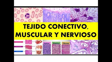 Tejido Conectivo Muscular Y Nervioso Por El Dr C Sar Cayo Youtube
