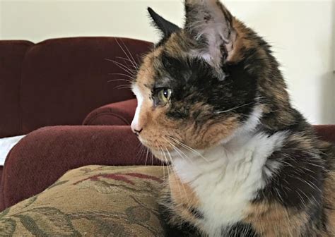 To help prevent ckd and lower the risk for kidney failure, control risk factors for ckd, get. How to Screen Your Cat for Kidney Disease #askyourvet