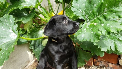 But, what about zucchini and can dogs eat zucchini? Can Dogs Eat Zucchini? Is Zucchini Good For Dogs?