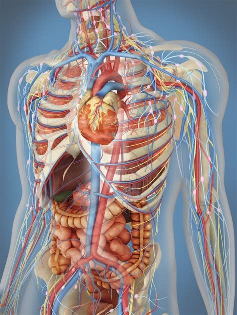 Download 53,263 internal organs images and stock photos. Transparent human body showing heart and main circulatory system position with internal organs ...