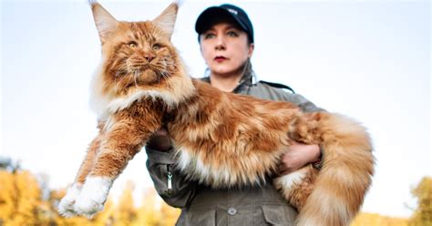 9 Facts About Maine Coons The Gentle Giants Of The Cat World
