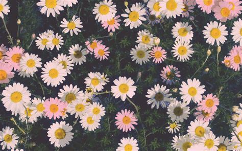 Daisy Aesthetic Computer Wallpapers Wallpapers Com