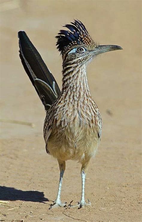 It was adopted under the name chaparral bird. Roadrunner - New Mexico State Bird | Beaux oiseaux ...