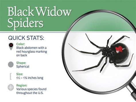 Description black widow spiders are all black to brown in colour and differ slightly in appearance based on gender. Spiders | Pest Control | Parkersburg, Marietta, Athens