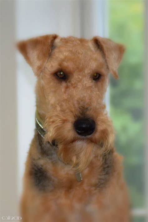 Pin On Wire Fox Terriers And Airedales