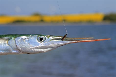Maybe you would like to learn more about one of these? Mit Fliege auf Hornhecht: Jagd auf den Mini-Marlin | DR ...
