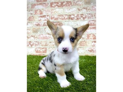 Yorkshire terriers, parti yorkies and chihuahua puppies for sale. Pembroke Welsh Corgi-DOG-Female-Blue Merle-2858161-Petland ...