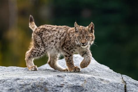 Lynx Vs Bobcat