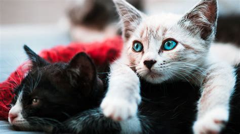 How To Select A Friendly Confident Cat Or Kitten Firstvet