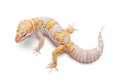 The body tends to have. Tremper Albino Jungle Giant | The Urban Gecko | Leopard ...