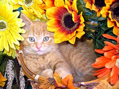 21 Cute Kittens Playing Around Flowers Will Make Your Day