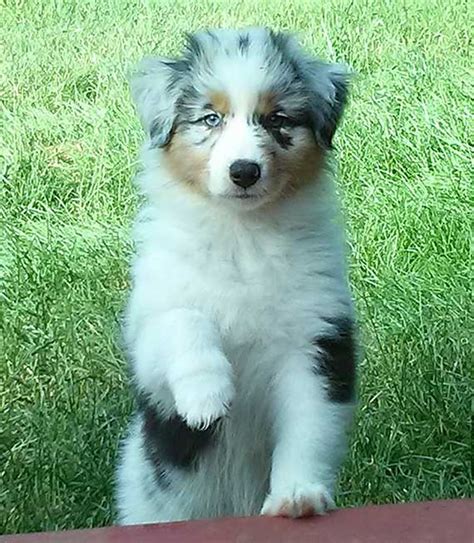 Lots of pictures, information and links. Australian Shepherd Breeders Oregon