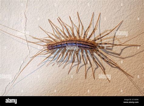 House Centipede Scutigera Coleoptrata Stock Photo Alamy