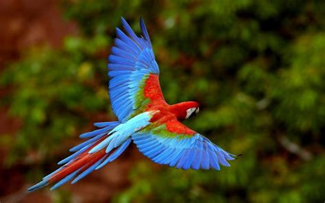 Free Download Animals Zoo Park Beautiful Birds Desktop Wallpapers