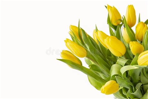 Beautiful Light Purple Tulips With Leaves Isolated On White Background