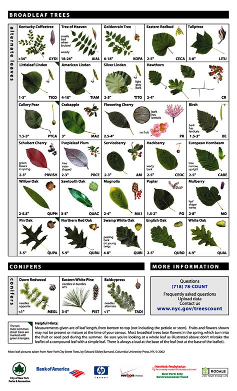 Hudson Allergy Tribeca Tree Identification Tree Leaf Identification