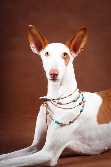 ibizan hound dogs breed information omlet