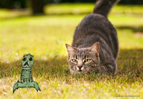 Ready... POUNCE!!! by bucketofmilk on DeviantArt