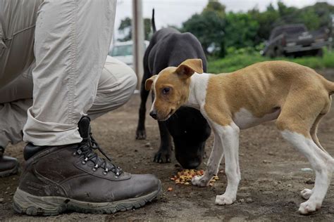 Resources | World Animal Protection