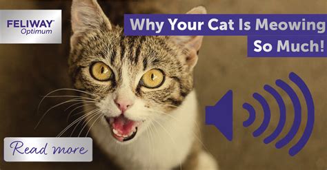 We Need To Talk What It Means When Your Cat Is Meowing So Much