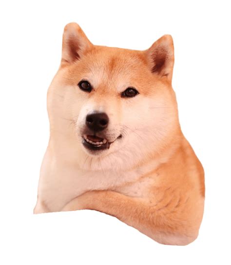 Shiba Inu Png 10 Free Cliparts Download Images On Clipground 2024