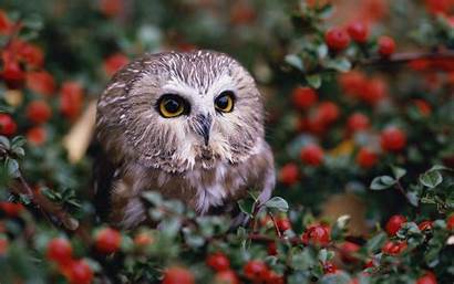 Wallpapers Birds Owls Prey Amazing Owl Saw