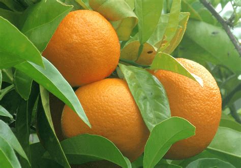 Citrus Aurantium Extract Bestherb Inc