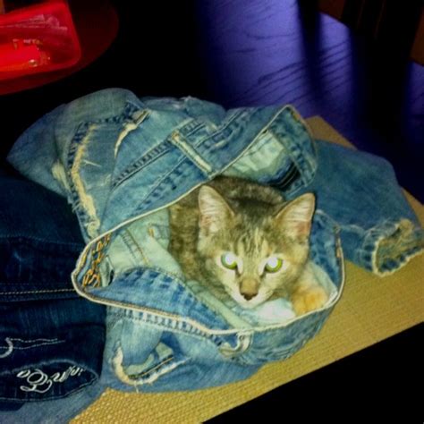 Kitty In Jeans Kitty Cute Cats