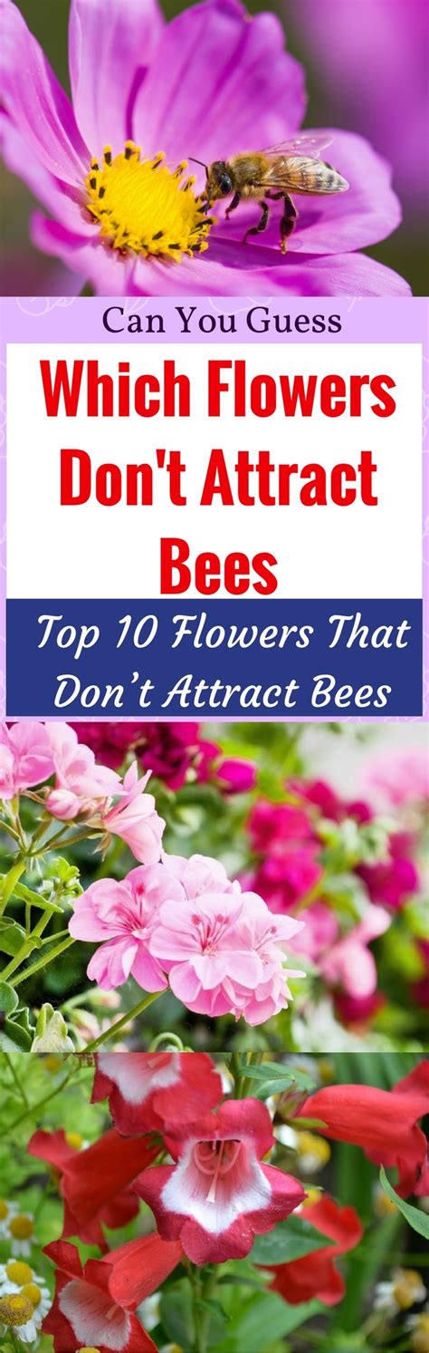 When flowers are in bloom, it also means bees and butterflies will be out and closer with flowers, gardens, and wildflowers. Can You Guess Which Flowers Don't Attract Bees? Top 10 ...
