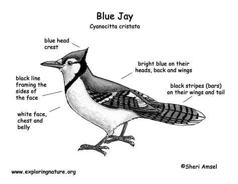 More images for blue jay coloring page » Jay (Blue)