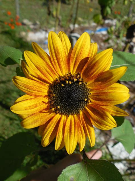 Here are 20 flowers that can withstand all the sun and heat that summer brings. Share it! Science : Lessons from Sunflowers