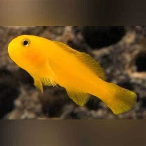 The most distinctive aspects of goby morphology are the fused pelvic