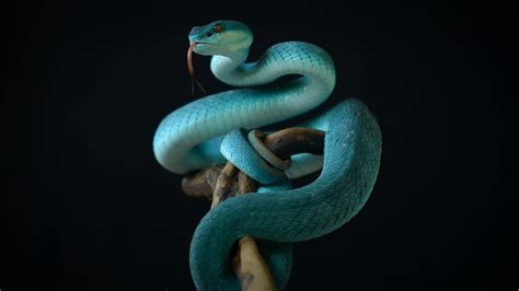 Síntesis De 21 Artículos Cómo Se Llama La Lengua De La Serpiente