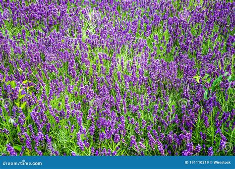 High Angle Shot Of A Bushy Field Of Beautiful Green Plants With Purple