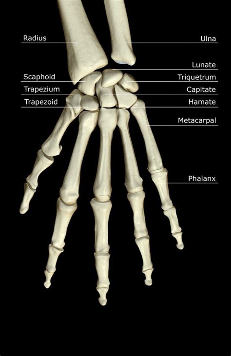Diagram Of Ulnar Styloid