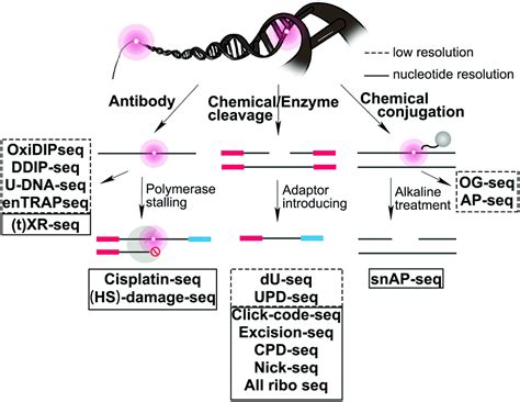 Next Generation Dna Damage Sequencing Chemical Society Reviews Rsc