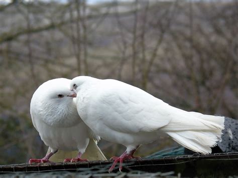 Two White Doves Kissing Valentine Animals White Doves Beauty Girl