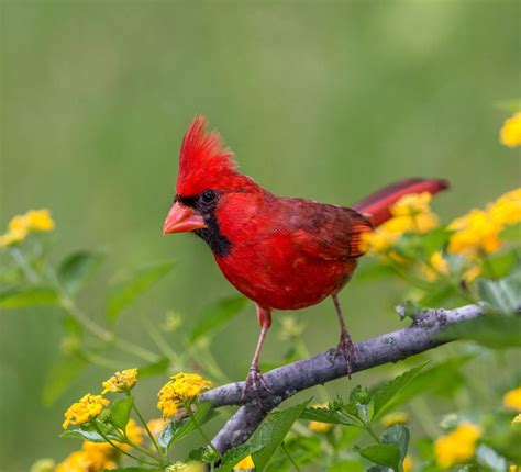 What Do Cardinals Eat How To Attract Cardinals Birds And Blooms