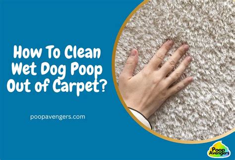 5 Ways Clean Wet Dog Poop Out Of Carpet Cleaning Poop Stains Like A G