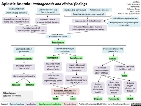 Aplastic Anemia Pathogenesis And Clinical Findings Calgary Guide