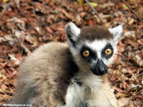 Picture Beady Eyed Ringtailed Lemur
